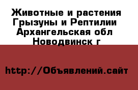 Животные и растения Грызуны и Рептилии. Архангельская обл.,Новодвинск г.